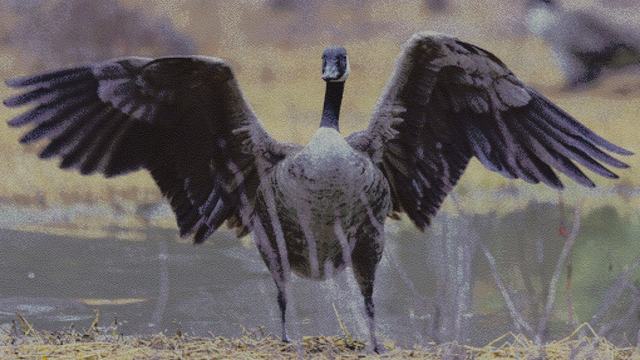 Mosaic of a Canada goose with wings raised, assembled from flower photographs