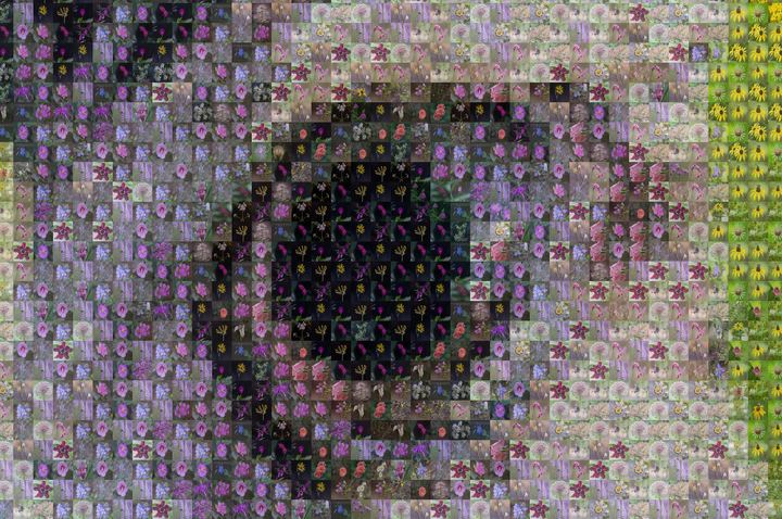 The same mosaic at actual size, showing the individual flower photographs that form the hawk's eye