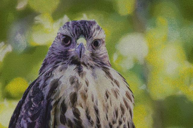 Mosaic portrait of a red-shouldered hawk, assembled from flower photographs