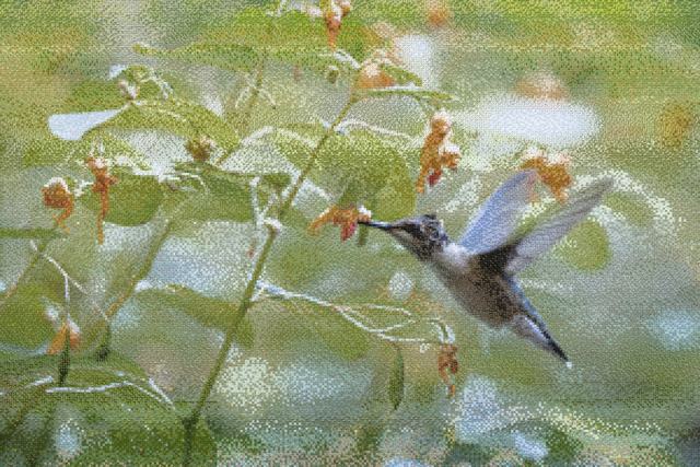 Mosaic of a hummingbird feeding at jewelweed, assembled from bird photographs