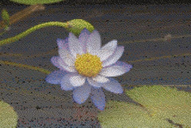 Mosaic of a blue water lily on a pond, assembled from bird photographs