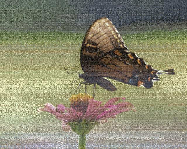 Mosaic of a swallowtail butterfly on a pink zinnia, assembled from bird photographs