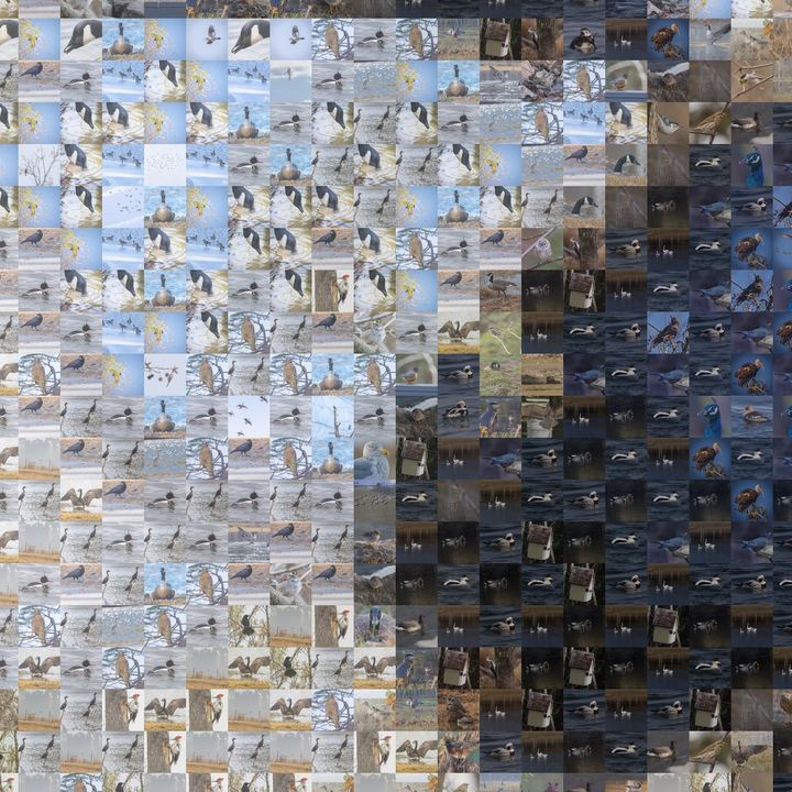 A close crop of the same mosaic, showing the individual bird photographs where the pale flowers meet the dark wasp