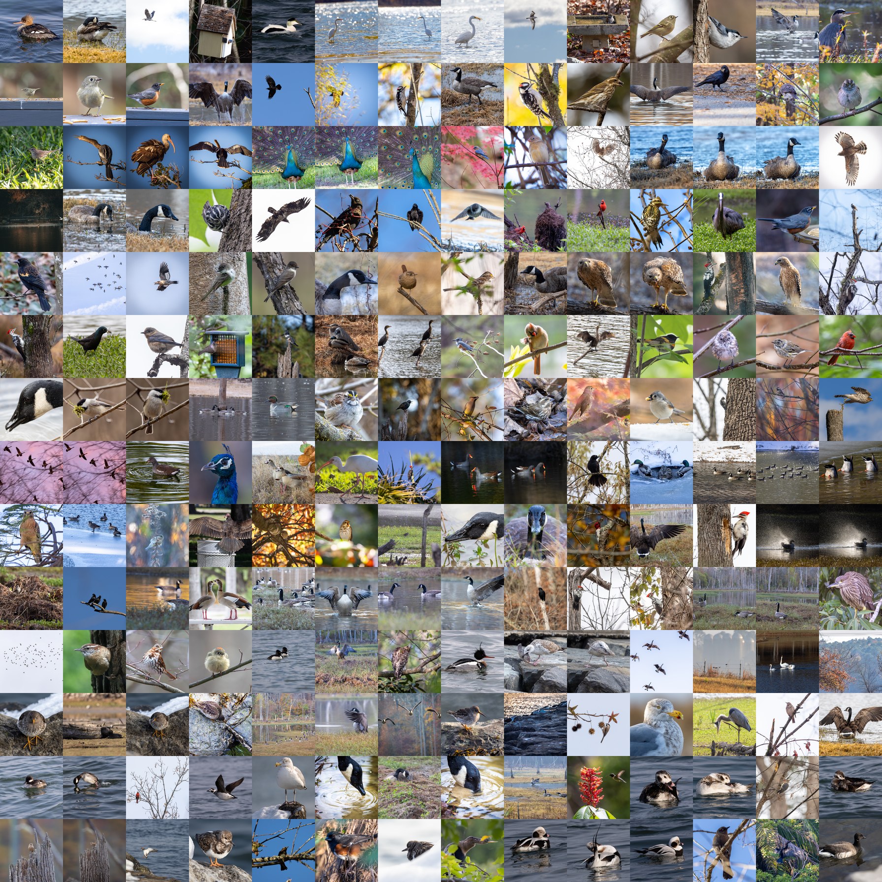 The complete bird tile atlas: 196 bird photographs arranged in a 14 by 14 grid